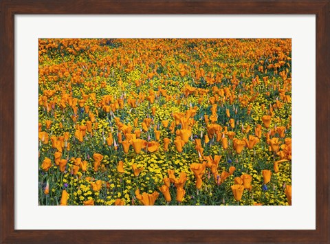 Framed California Poppies And Goldfield Print