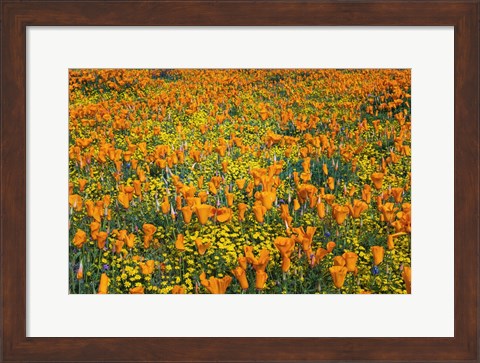 Framed California Poppies And Goldfield Print