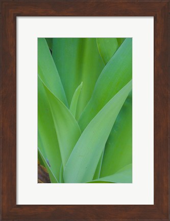 Framed Tropical Foliage Detail 1 Print