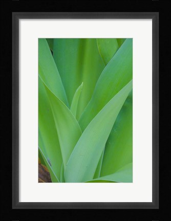 Framed Tropical Foliage Detail 1 Print
