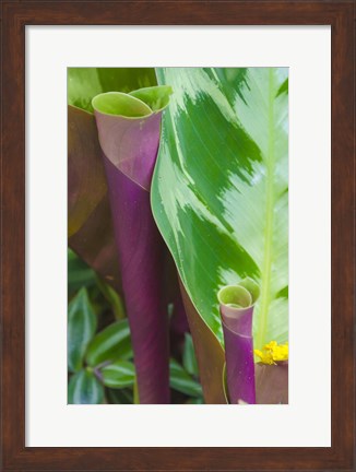 Framed Tropical Foliage Detail 2 Print