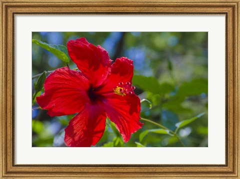Framed Hibiscus Flower Print