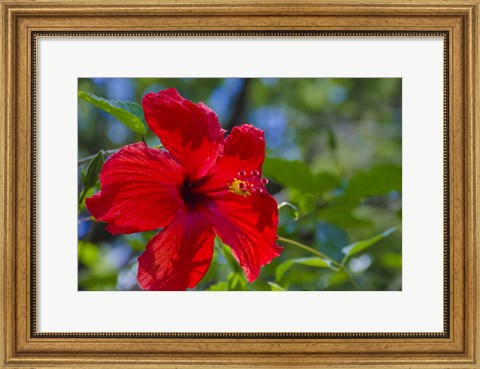 Framed Hibiscus Flower Print
