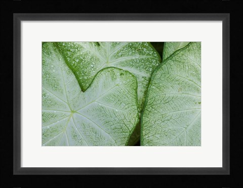 Framed Caladium Leaves Print