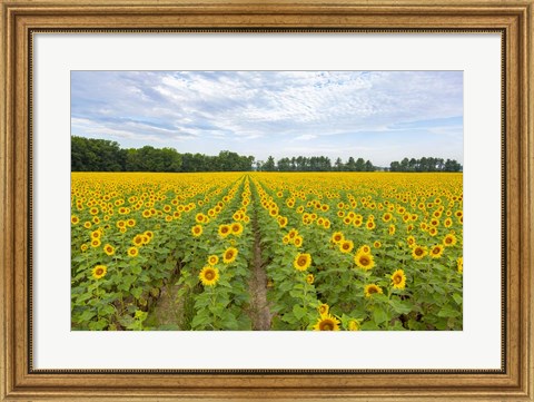 Framed Sunflowers In Field Print