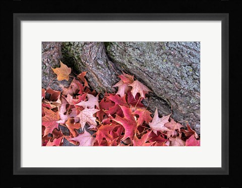 Framed Red Maple Leaves Print