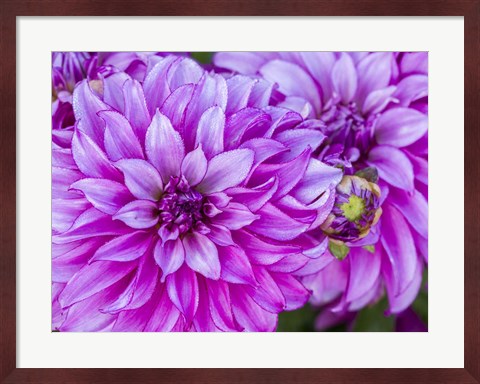 Framed Purple Dahlia Print