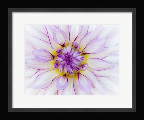 Framed Purple &amp; White Dahlia Print