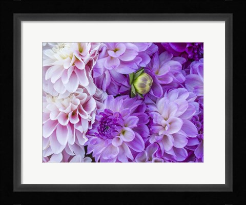 Framed Flower Pattern With Large Group Of Lavender Flowers Print