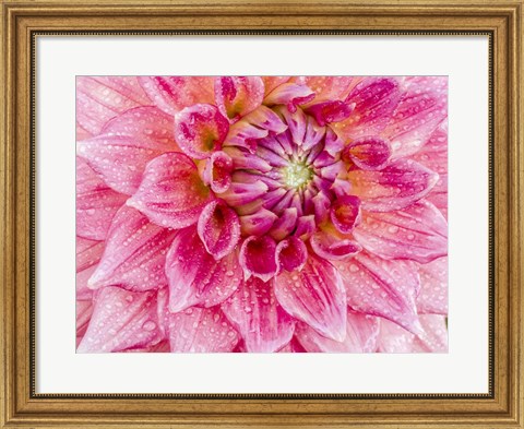 Framed Soft Pink Dahlia Print