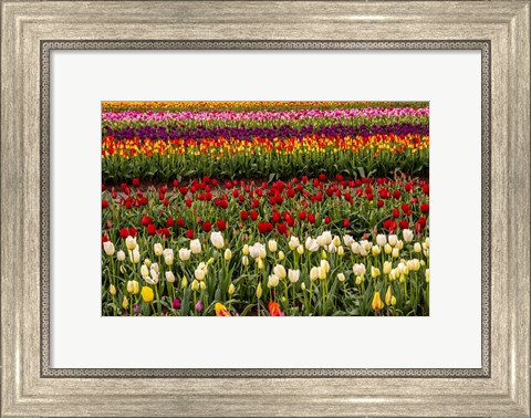 Framed Tulip Field In Bloom Print