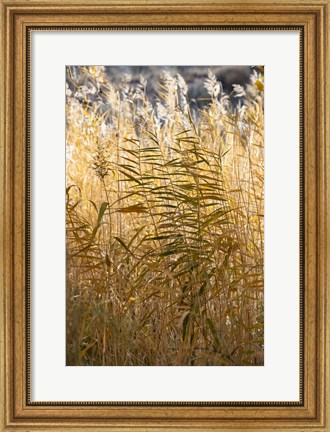 Framed Utah Grasses Along The Fremont River Print