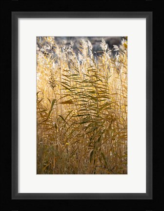 Framed Utah Grasses Along The Fremont River Print