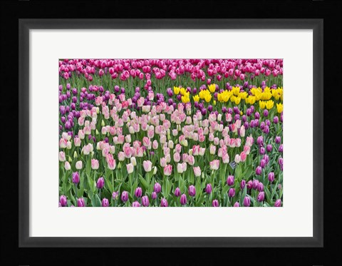 Framed Spring Tulip Garden In Full Bloom Print