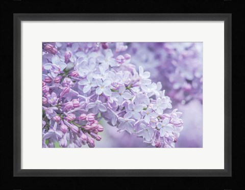 Framed Lilac Close-Up Print