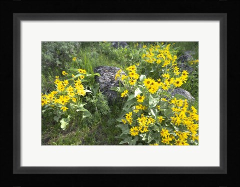 Framed Balsamroot Covering Hillsides In The Spring Print