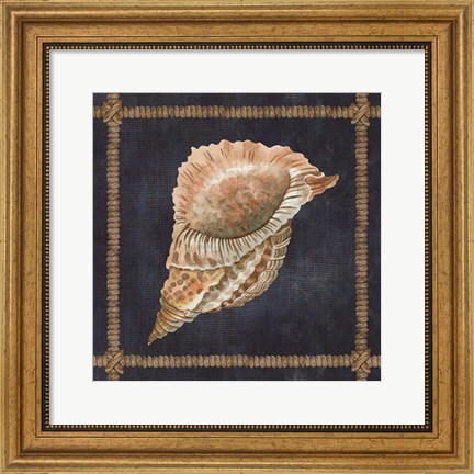 Framed Seashell on Navy VI Print