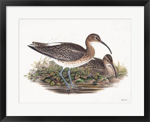 Framed Goulds Coastal Bird III Print