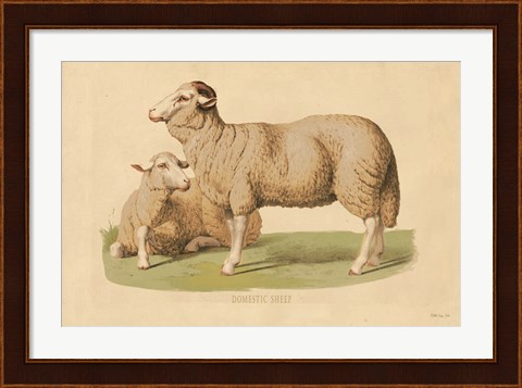 Framed Domestic Sheep Print