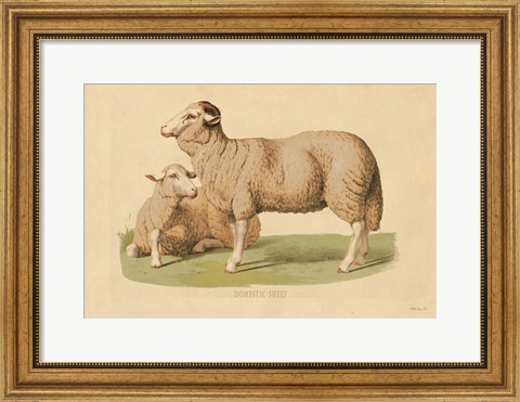 Framed Domestic Sheep Print