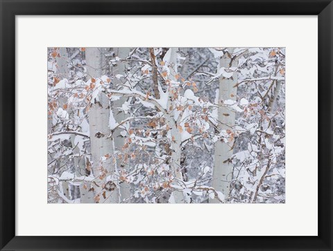 Framed Winter Aspens Closeup Print