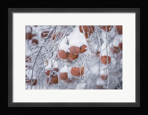 Framed Orchard in Winter Print