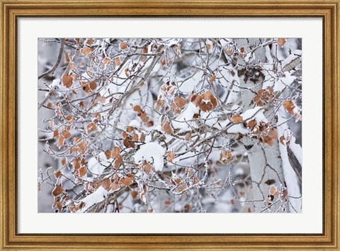 Framed Grove of Aspen Trees Print
