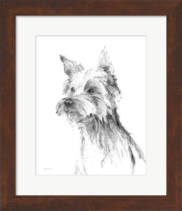 Framed Yorkshire Terrier Sketch Print