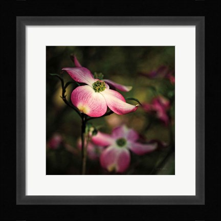 Framed Pink Dogwood II Print