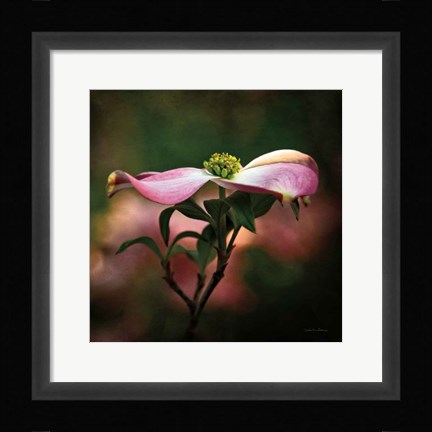 Framed Pink Dogwood I Print