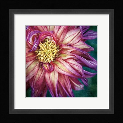 Framed Dahlia I Print