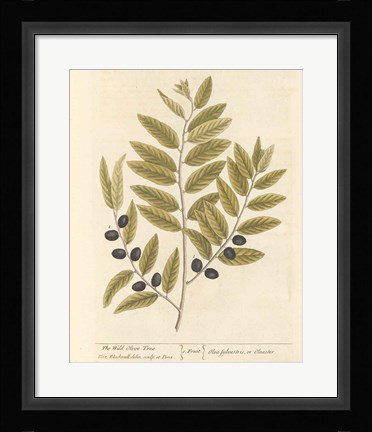 Framed Olive Branch I Print