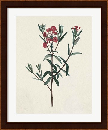 Framed Victorian Garden Flowers II Print