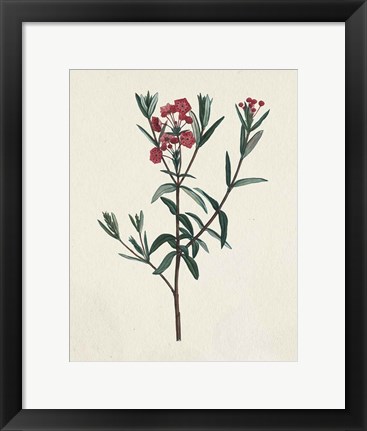 Framed Victorian Garden Flowers II Print