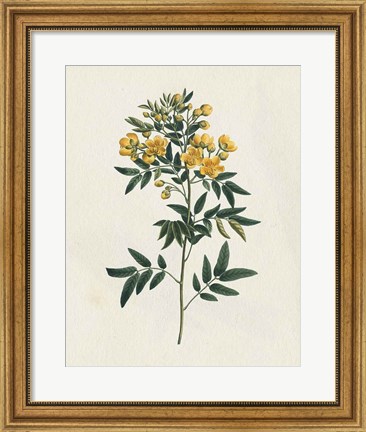 Framed Victorian Garden Flowers I Print