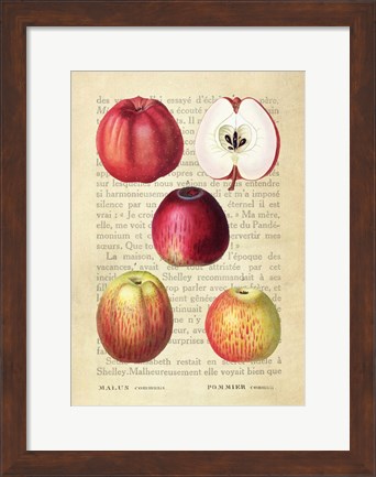 Framed Apple, After Redoute Print