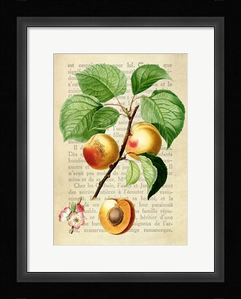 Framed Apricot, After Redoute Print