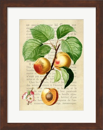 Framed Apricot, After Redoute Print