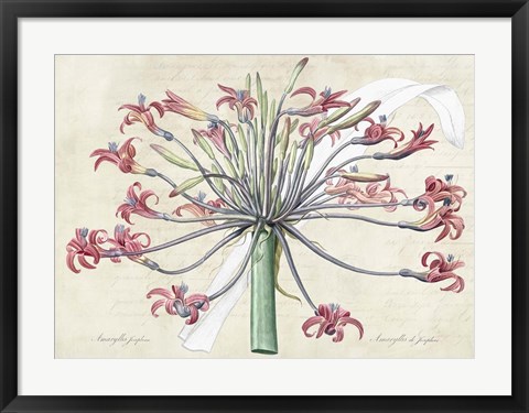 Framed Josephine&#39;s Lily, After Redoute Print