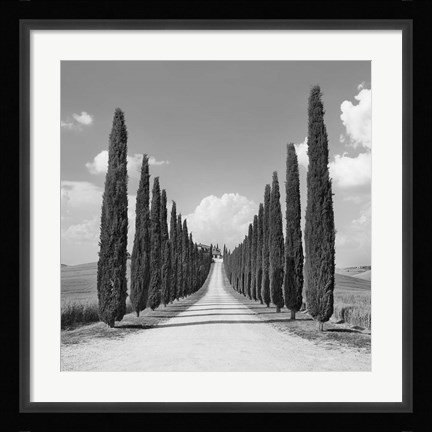 Framed Cypress alley, San Quirico d'Orcia, Tuscany (detail) Print