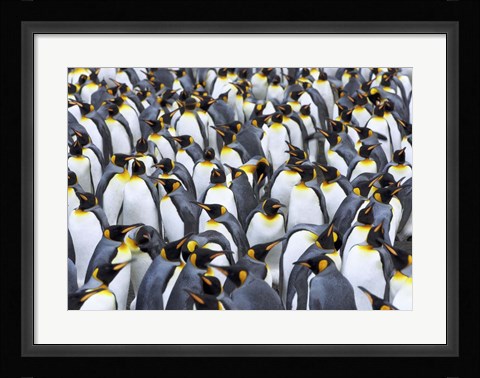 Framed King penguin colony, Antarctica Print