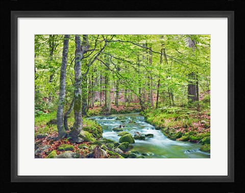 Framed Forest brook through beech forest, Bavaria, Germany Print