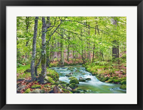 Framed Forest brook through beech forest, Bavaria, Germany Print