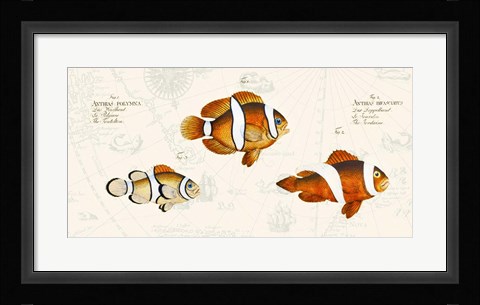 Framed Tropical fish I, After Bloch Print