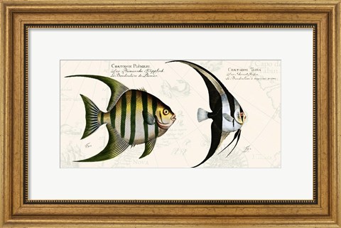 Framed Tropical fish II,  After Bloch Print