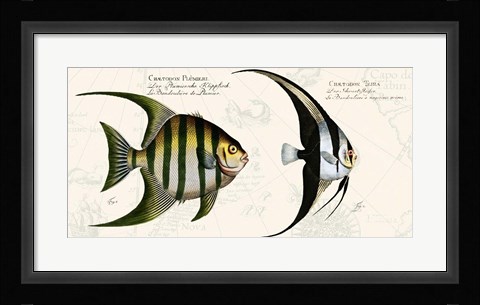 Framed Tropical fish II,  After Bloch Print