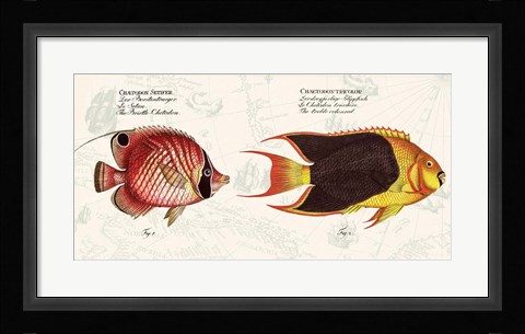 Framed Tropical fish III,  After Bloch Print
