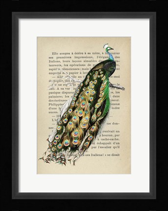Framed Indian peafowl, After D'Orbigny Print