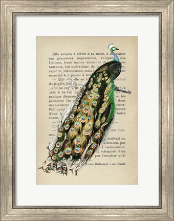 Framed Indian peafowl, After D&#39;Orbigny Print