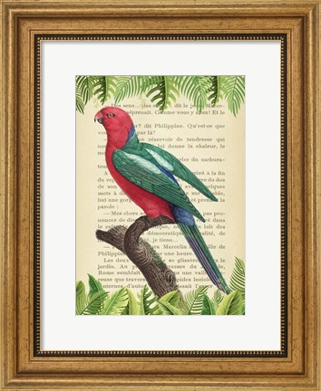 Framed Australian king parrot, After Levaillant Print